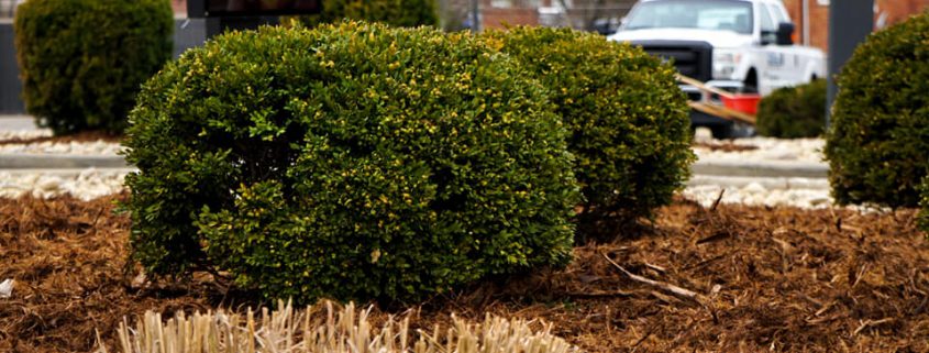 Mulch Bed